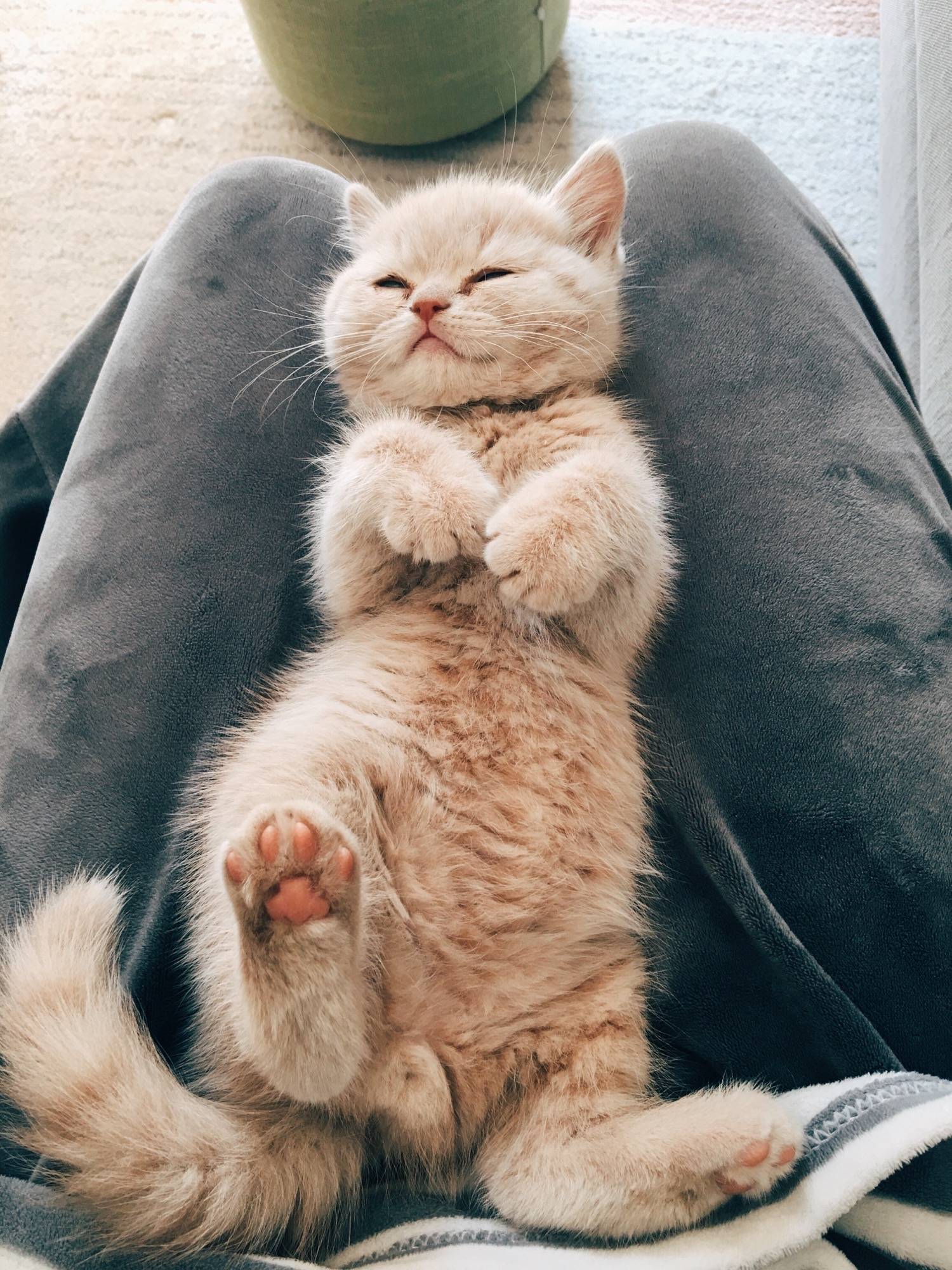 主子们的睡姿春日绵绵正好眠出镜 奶牛猫姐姐胖墩儿 即刻app